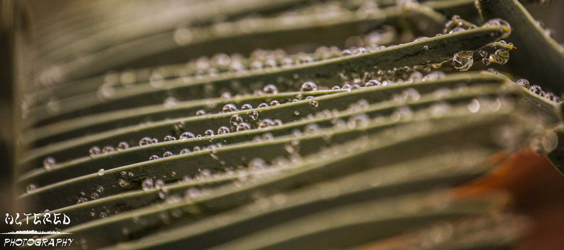 Photo of fern after having rained